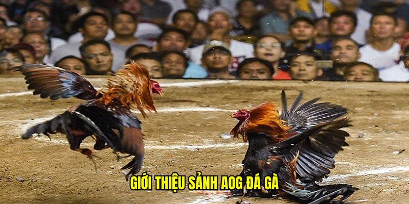 Giới thiệu sảnh AOG đá gà