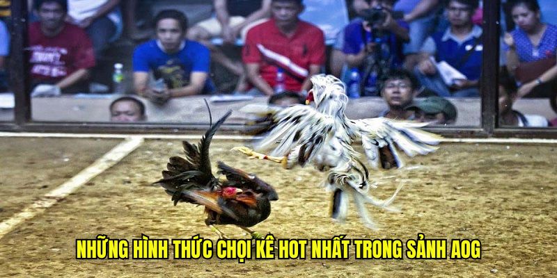 Những hình thức chọi kê hot nhất trong sảnh AOG