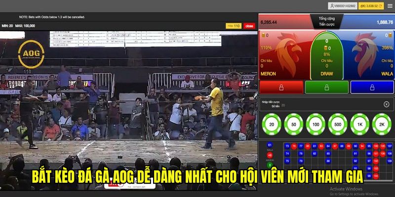 Bắt kèo đá gà AOG dễ dàng nhất cho hội viên mới tham gia