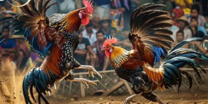 Cá cược đá gà gồ hấp dẫn tại nhà cái