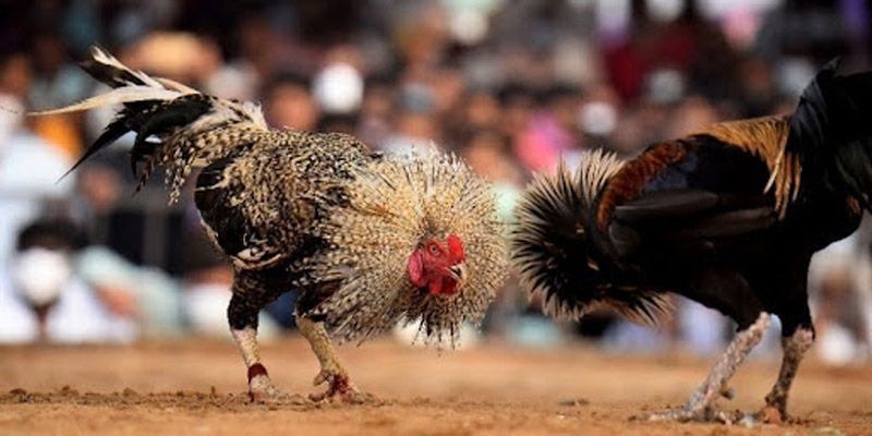 Cộng Đồng Đá Gà Trực Tuyến Năng Động