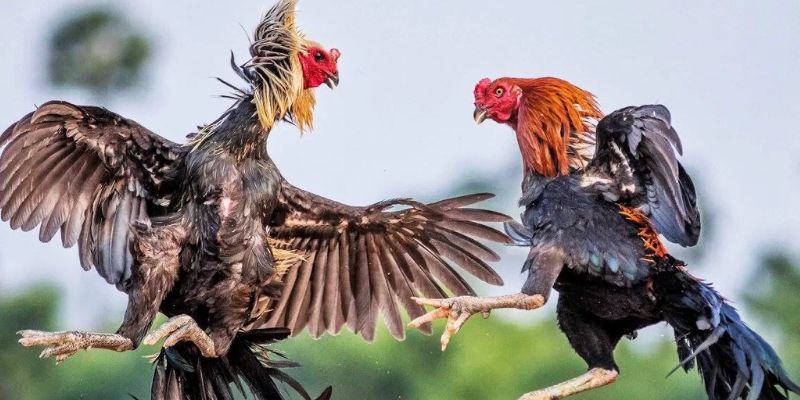 Cộng Đồng Đá Gà Trực Tiếp – Nơi Hội Tụ Đam Mê